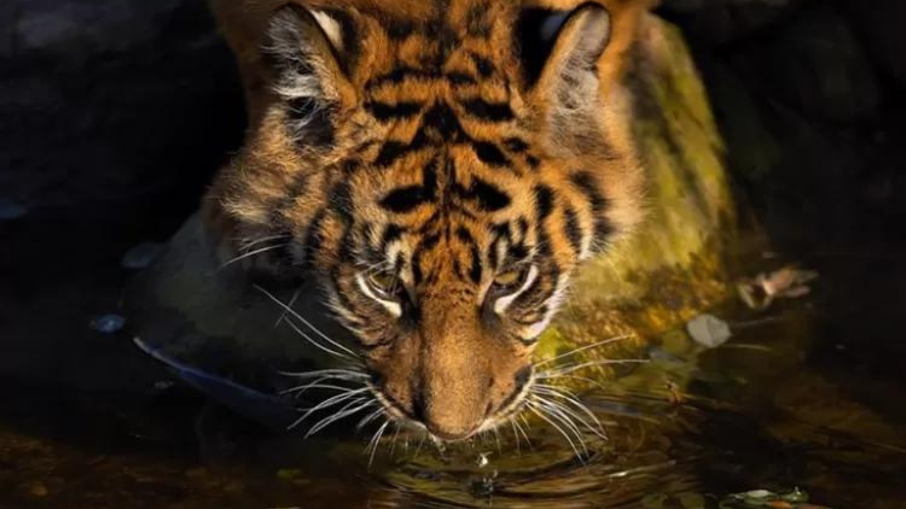 5 Fakta Menarik Mengenai Harimau Sumatera